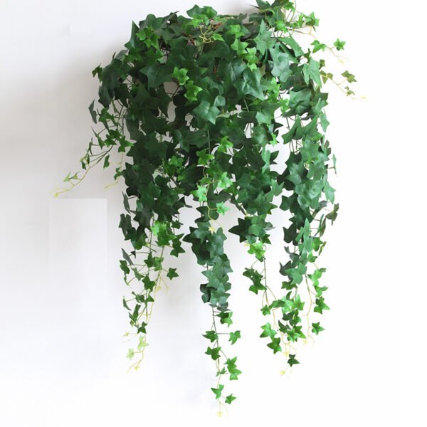Ivy vines decorative green plants