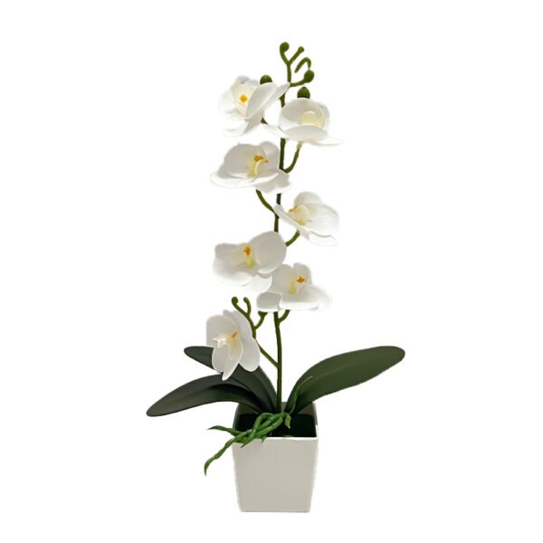 Phalaenopsis potted plants