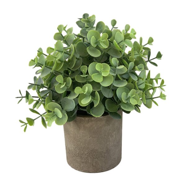 Eucalyptus potted plants